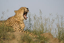 Yawning cheetah